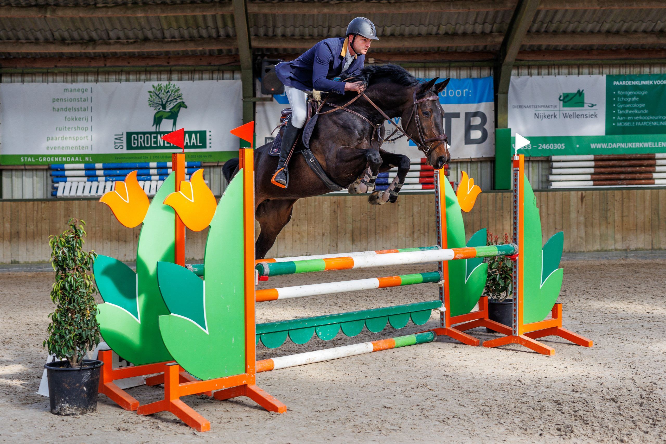 Diva vd Molenberg DXB Z